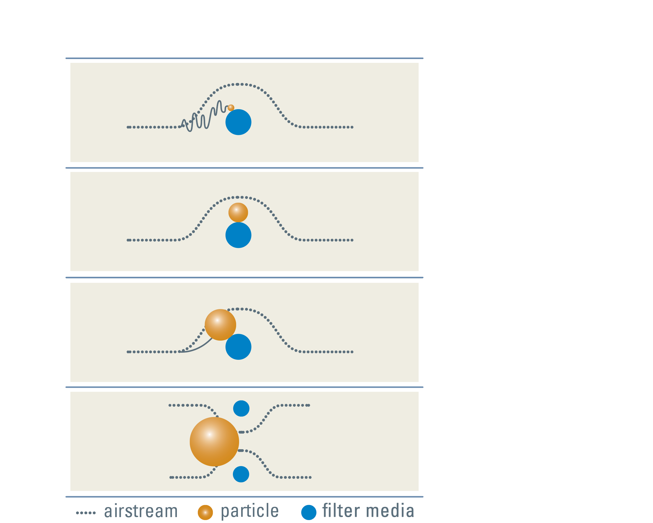 Microorganism Size Chart