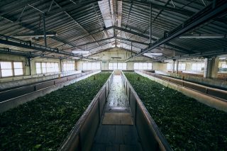 Drying of tea leaves. Production process inside tea factory, Sri Lanka. ; Shutterstock ID 1606203157; purchase_order: INDUSTRIAL SOLUTIONS (IS); job: Multiple Files - IAF; client: IAF - Cami; other: Capabilities Brochure, Pharma Campaign and Dubai Tea Case Study