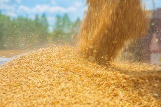 Fotografia stock: iStock-534941441.jpg versare chicchi di grano primo piano stile Instagram