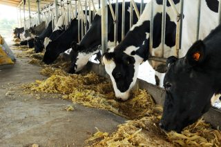 Fotografia de banco de imagens: iStock_000051662516_Large-legal-guarantee-524691235 Vacas leiteiras se alimentando em fila